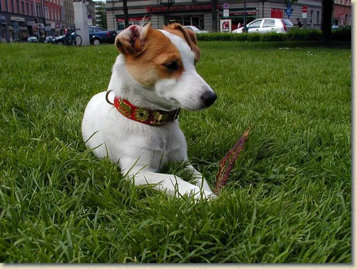 1" Small Contemporary Swiss Dog Collar