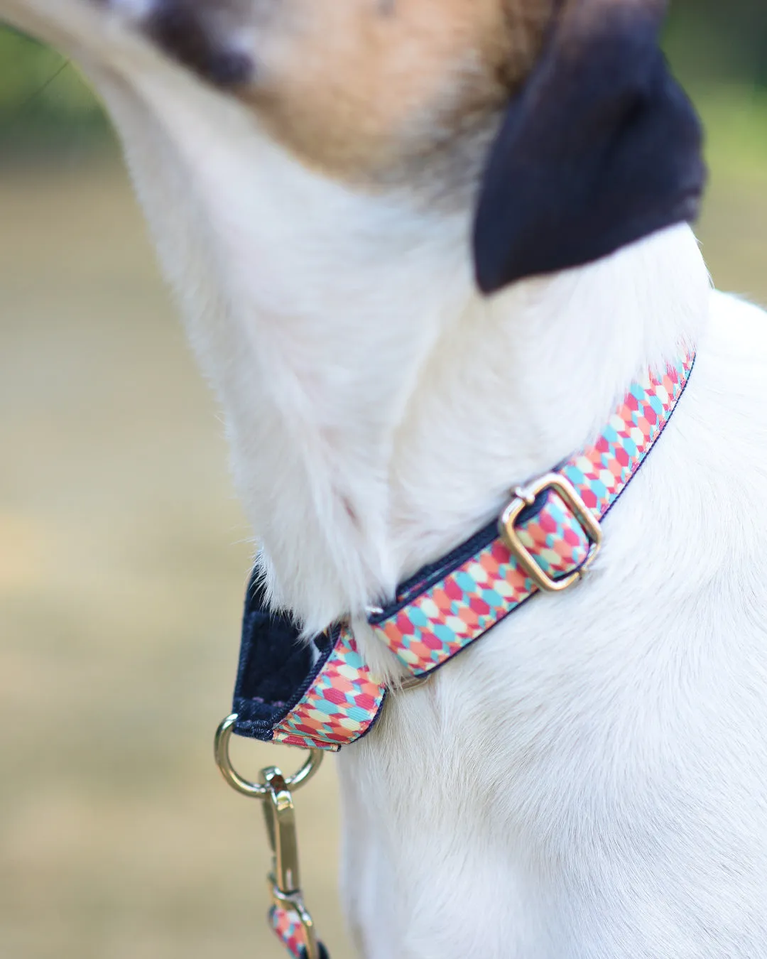 Candy Barrr Martingale Denim Collar