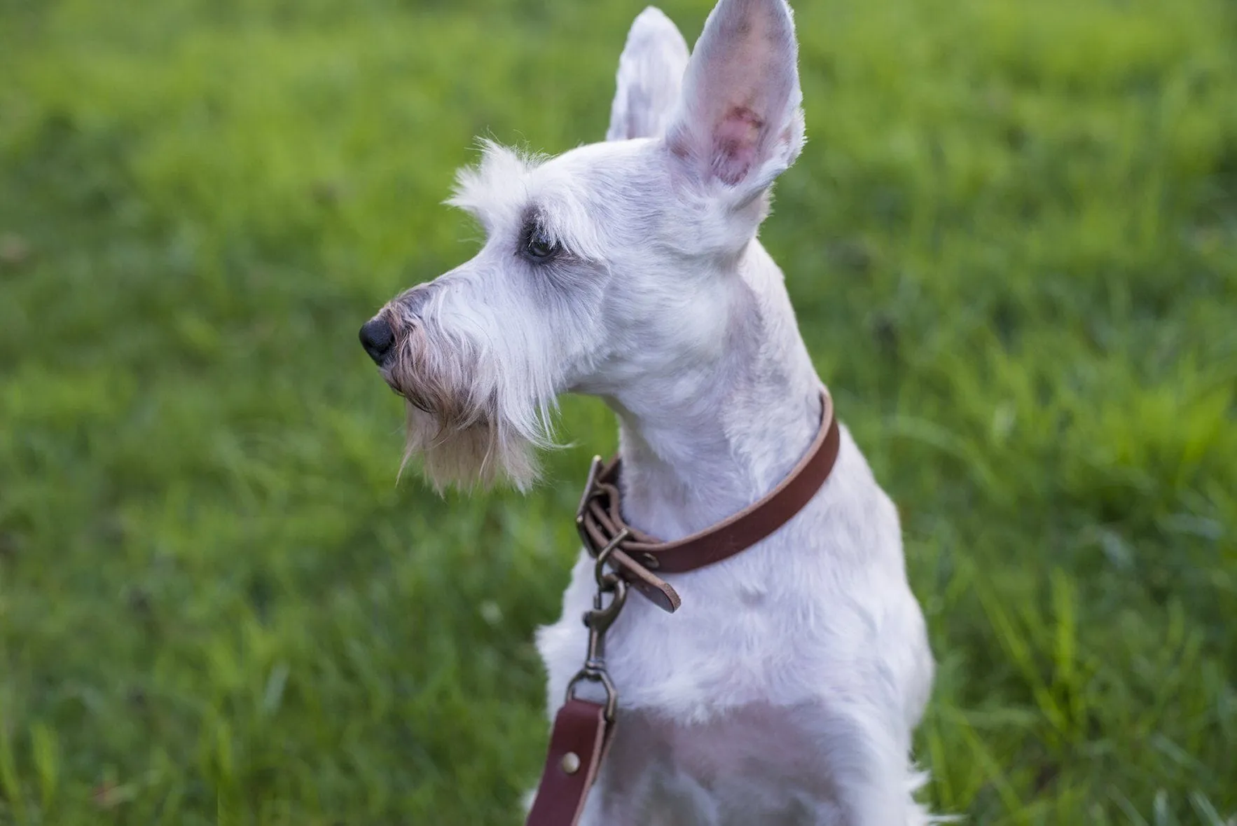 CHARLIE LEATHER DOG COLLAR - MOCHA/BRASS - 1" W X 19" LONG - IN STOCK