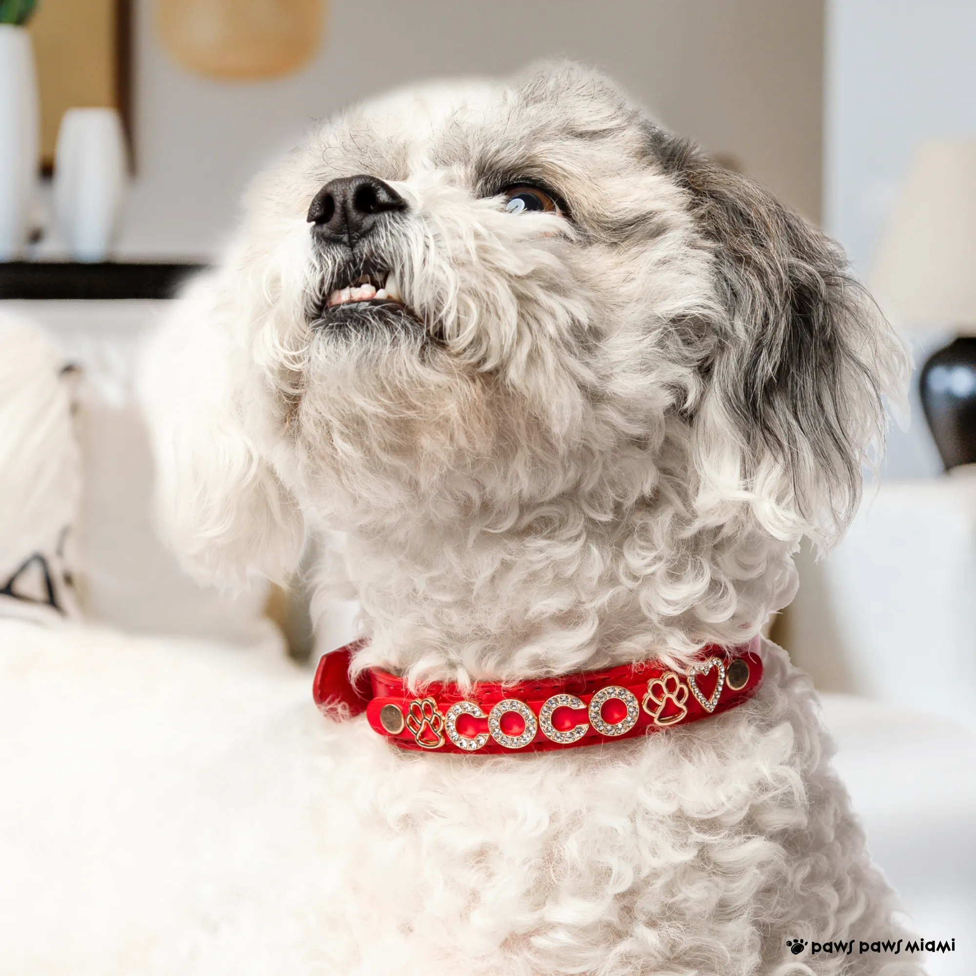 CUSTOM DOG COLLARS WITH STUDDED JEWELRY