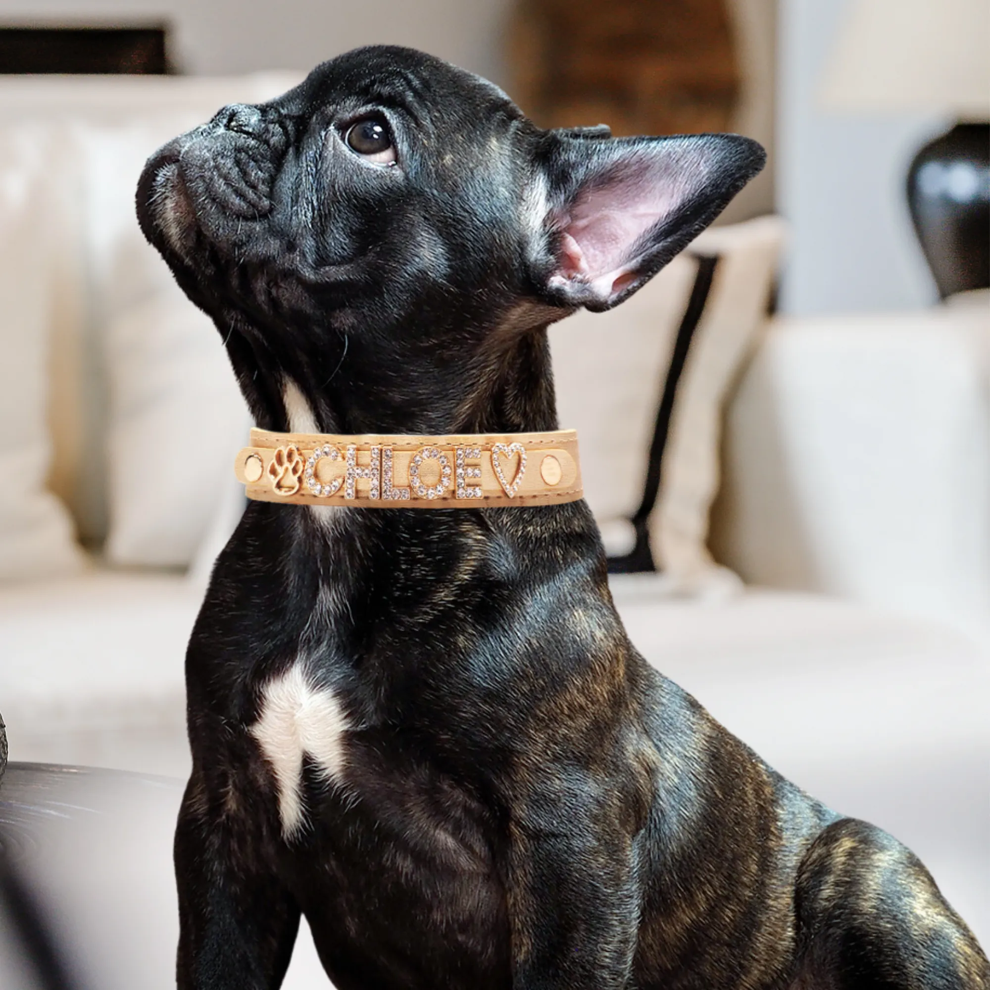 CUSTOM DOG COLLARS WITH STUDDED JEWELRY