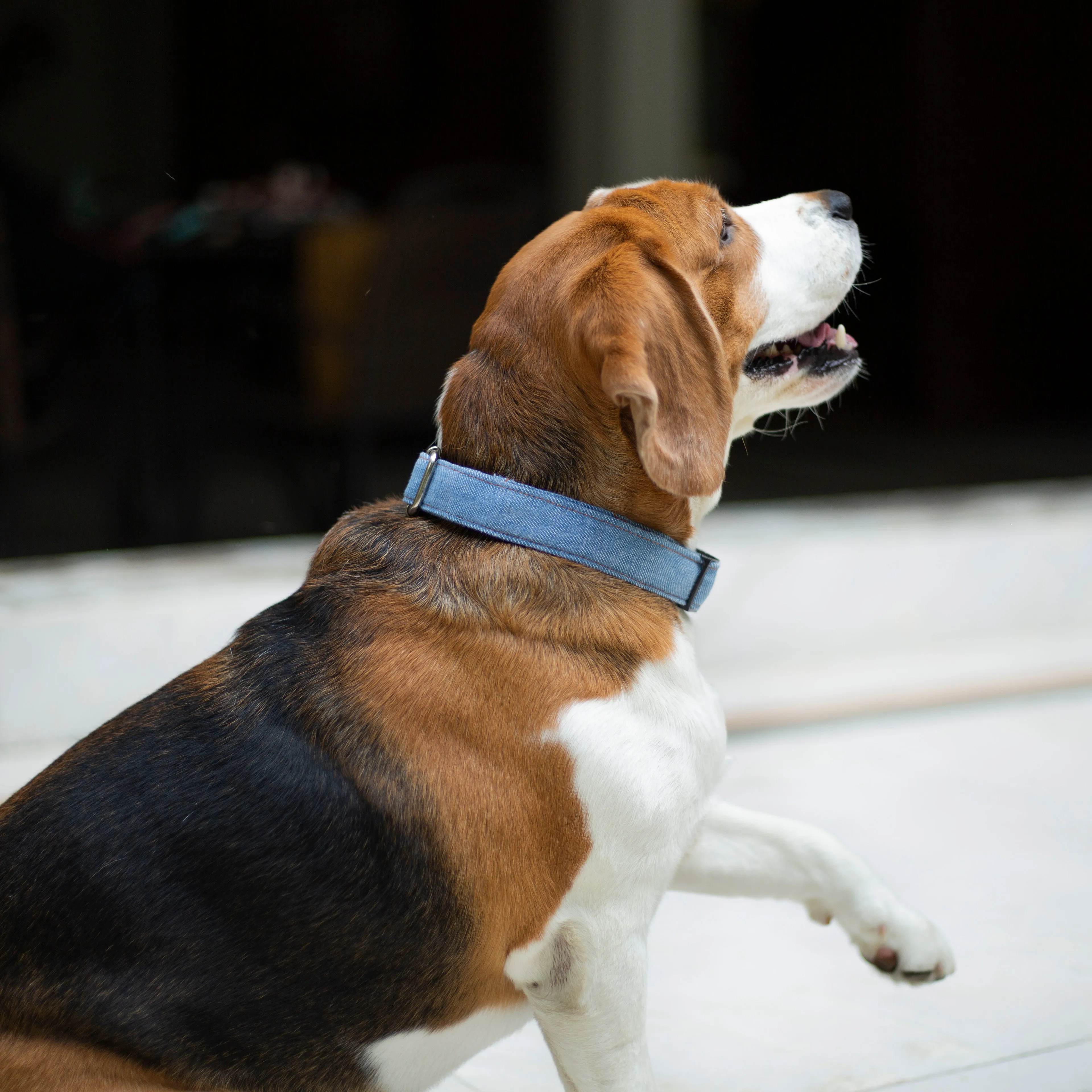 Light Blue Denim Collar