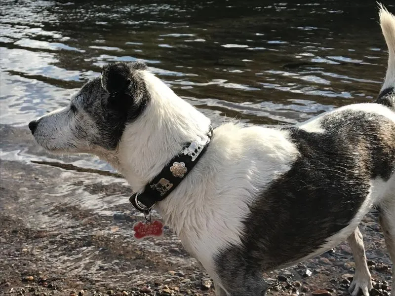 Overstock Sale! 1" Small Traditional Swiss Dog Collar